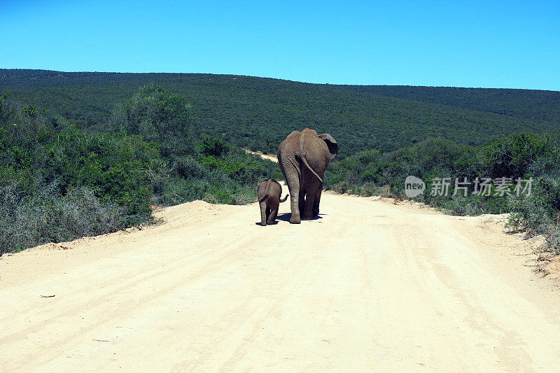 非洲小象loxodonta africana和妈妈在阿多大象公园散步